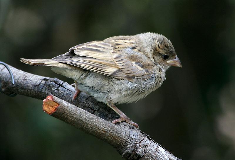 frieda 059.jpg - Onvolwasse huismossie